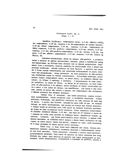30 Rev. bras. Ent. Solenopsia buckí, sp. n.