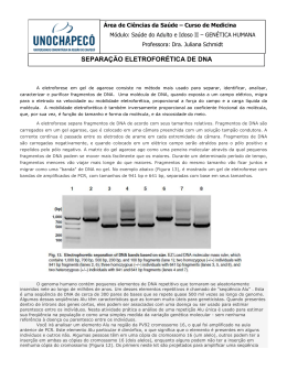 SEPARA&Ccedil;&Atilde;O ELETROFOR&Eacute;TICA DE DNA