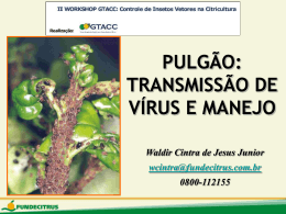 Pulg&atilde;o: Transmiss&atilde;o de V&iacute;rus e Manejo: Dr. Waldir Cintra