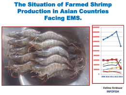The Situation of Farmed Shrimp Production in Asian