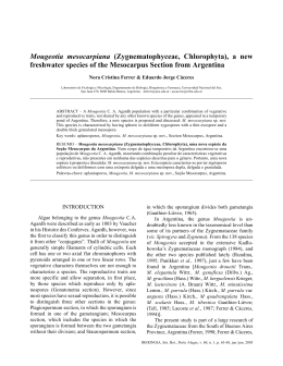Mougeotia mesocarpiana (Zygnematophyceae, Chlorophyta), a new