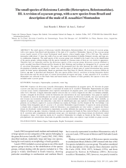 The small species of BelostomaLatreille (Heteroptera
