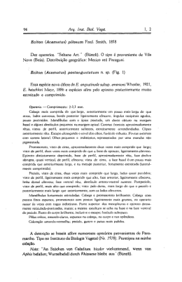 94 Arq. Inst. Biol. Veget. l, 2 Eciton (Acamatus