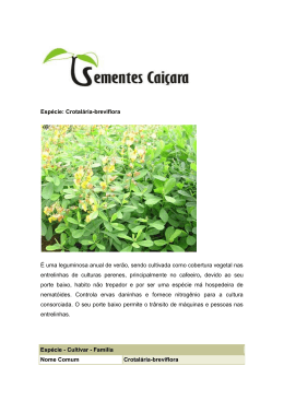 Espécie: Crotalária-breviflora É uma leguminosa anual de verão