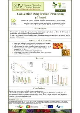 Convective Dehydration Processing of Peach